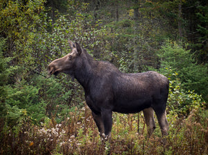 Spirit Moose - Solitude