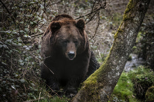 Bear Spirit - Courage & Bravery