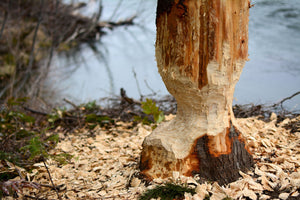 Beaver Spirit - Wisdom & Creativity