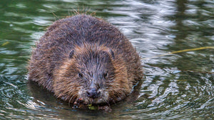 Beaver Spirit - Wisdom & Creativity