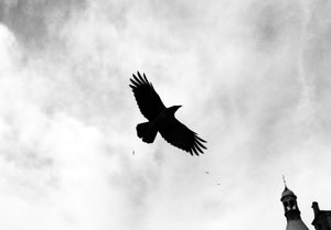 Raven Spirit - Integrity & Honesty