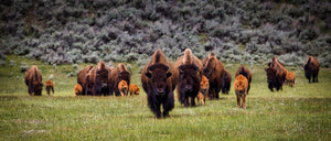 Buffalo Spirit