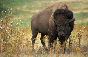Buffalo Spirit