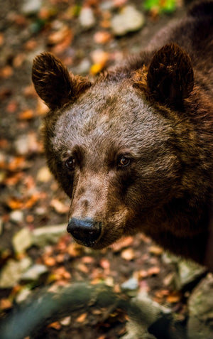 Bear Spirit - Courage & Bravery