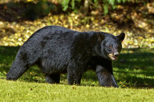 Bear Spirit - Courage & Bravery