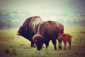 Buffalo Spirit
