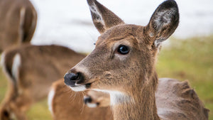 Deer Spirit - Kinship & Friendship
