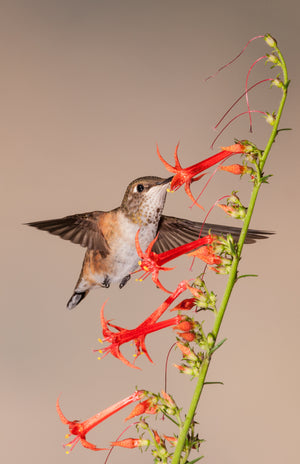 Hummingbird Spirit -Happiness & Joy