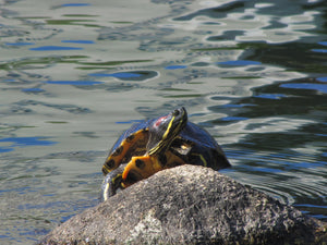 Turtle Spirit - Honour & Truth