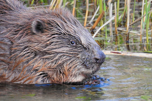 Beaver Spirit - Wisdom & Creativity