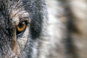 Wolf Spirit - Mindfulness & Humility