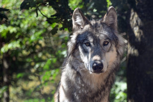 Wolf Spirit - Mindfulness & Humility