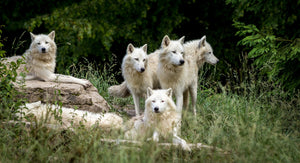 Wolf Spirit - Mindfulness & Humility